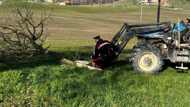 Colpito da un ramo mentre potava una pianta, grave un agricoltore nel Reggiano