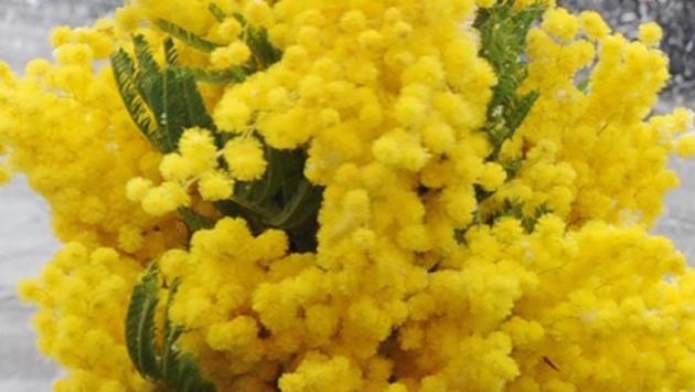 mimose