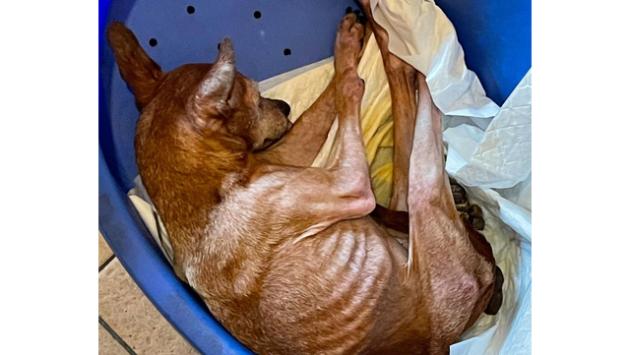 Salvati due cani in evidente stato di denutrizione, all'interno di un appartamento, dalla Polizia Locale di Parma. 
