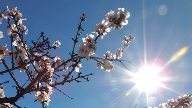 primavera sole