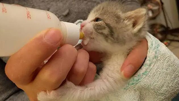 Torna il corso per diventare balia di gattini. L'allattamento dei volontari per salvare i cuccioli abbandonati
