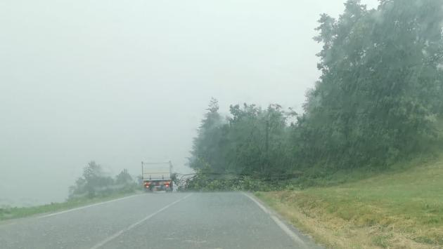 Albero caduto per la pioggia sulla Massese tra Groppo e Carpaneto di Tizzano
