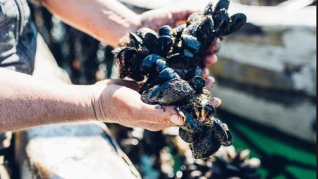 cozze