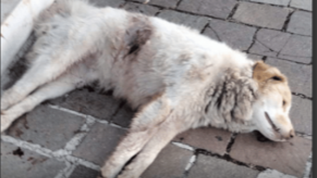 Ucciso il cane  amico dei fedeli di San Giovanni Rotondo 