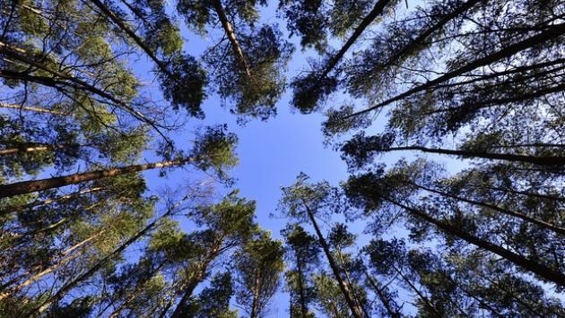 Comunicato Regione: Ambiente. "Mettiamo radici per il futuro": via libera della Giunta regionale a un nuovo bando per piantare alberi in aree di proprietà o disponibilità delle imprese. Pronto un pacc