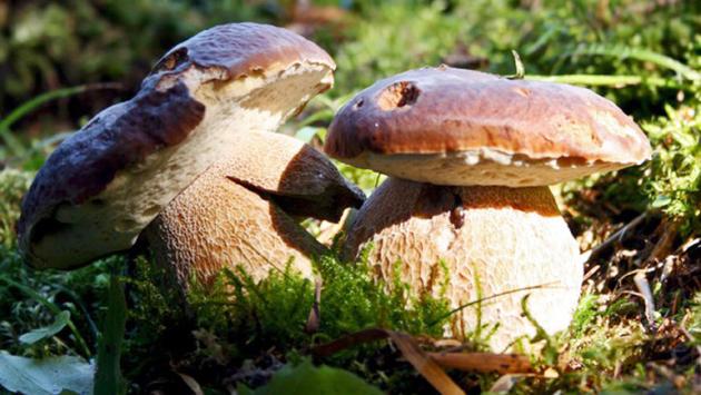 funghi porcini 