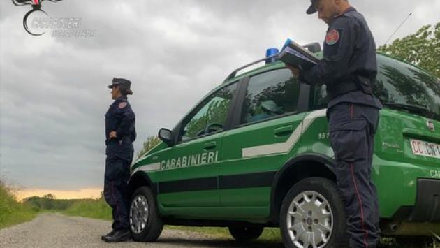 Cani tenuti in box non puliti, sanzionati due pensionati