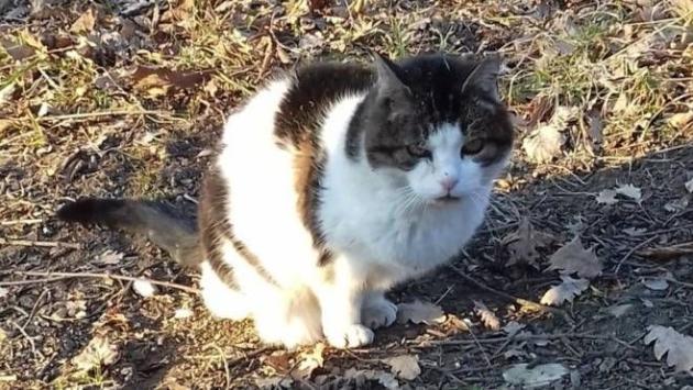 Gatta record di longevità sbranata da un cane