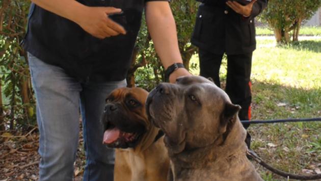 Spara ai cani della ex e alla cugina della donna, arrestato