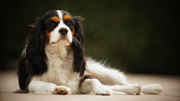 Raduno di Cavalier domenica 11 a Fontanellato per aiutare altri «King» in cerca di una famiglia