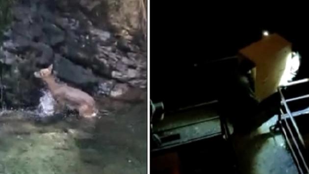 Recuperato dall'Oipa il capriolo ferito di Rovereto