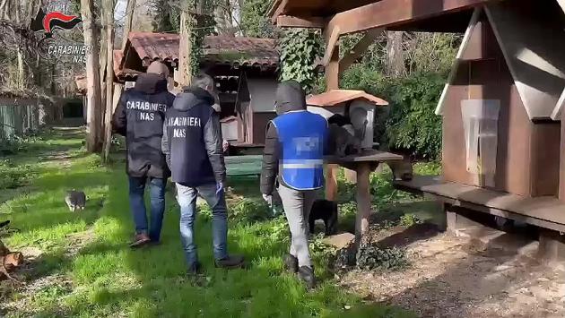 Controlli Nas nei canili: trovate irregolarità in alcune strutture di Parma