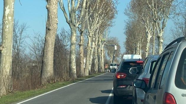 Vicopò: la Provincia abbatte tre platani malati sulla Sp 62