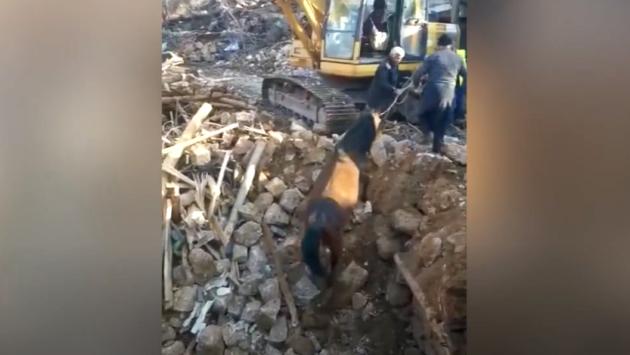 Nuovo miracolo: un cavallo viene estratto vivo 21 giorni dal terremoto  - Video