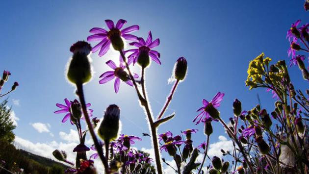 In arrivo Primavera da mercoledi', salgono temperature