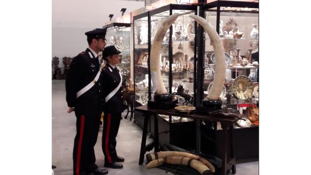 “Controlli dei Carabinieri Forestali e del Nucleo Carabinieri Cites al Mercanteinfiera di Parma: sequestrati alcuni oggetti in avorio per un valore stimato di circa 1000 Euro e denunciata una persona.