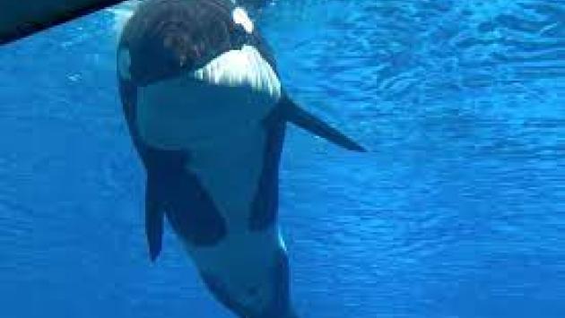 E' morta Kiska, l'orca più sola al mondo. Era prigioniera  nella vasca di un parco divertimenti da oltre 40 anni. "Ora è libera"