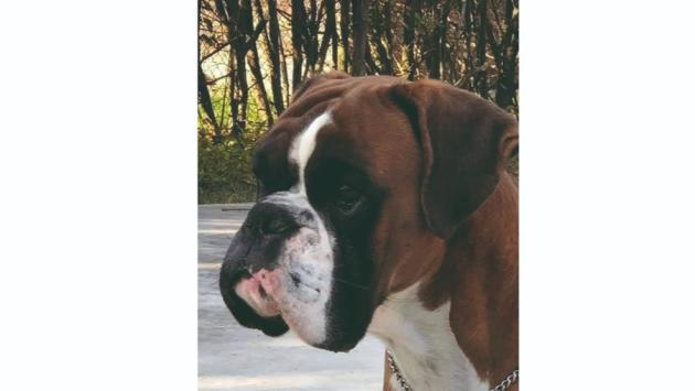 «Mi hanno avvelenato anche Levante: è il terzo cane. Ma un sospetto ce l'ho»