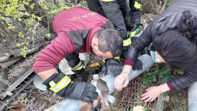 Gattina prigioniera in un tubo: task force in arrivo da Langhirano
