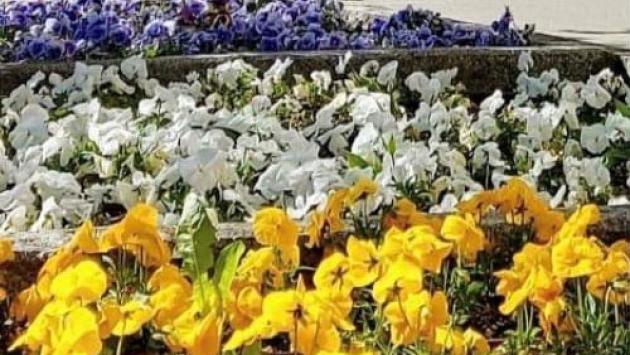 Spariscono dalle aiuole del centro i vasi delle violette del pensiero