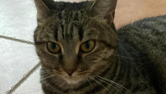 Chi ha visto Maggy? Si è persa in zona via Palestro. viale Berenini