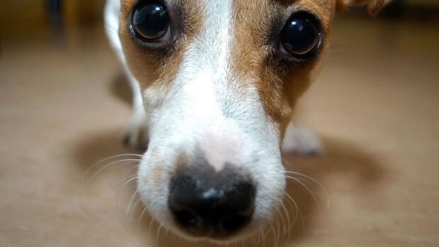 Non ha soldi per le cure e cane muore, esposto Aidaa a procura