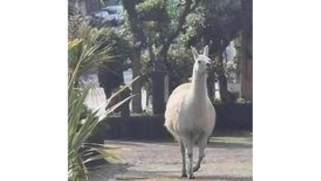 Lama scappa da circo e corre sulla 'via dello jogging' a Genova