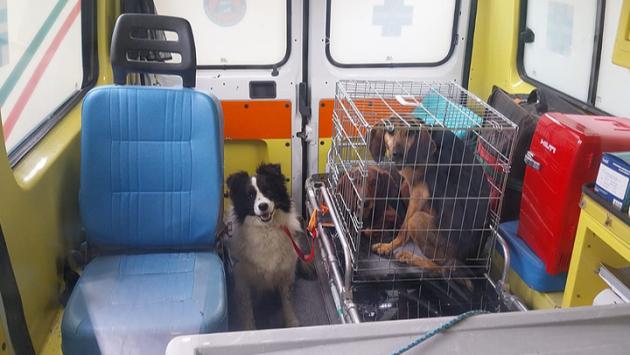 Aiuto agli animali alluvionati