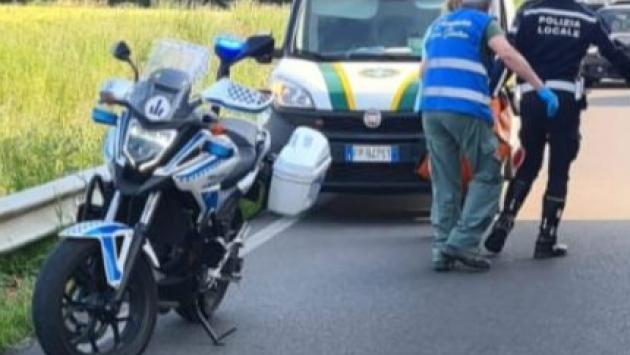 Capriolo ferito recuperato in via Colorno