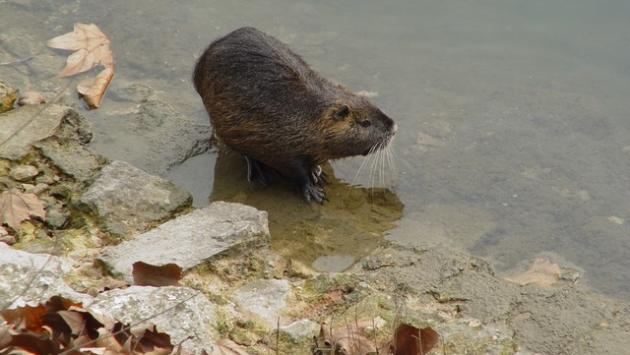 In provincia Piacenza ricompensa in denaro a chi uccide nutrie