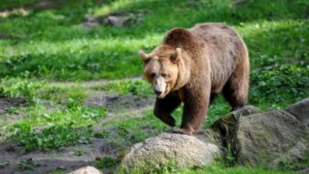 Tar ha sospeso anche l'abbattimento dell'orso Mj5
