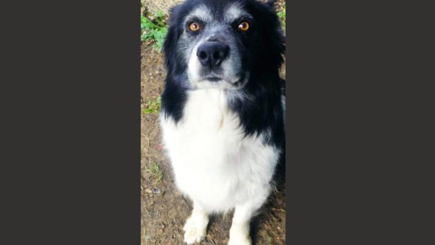 Appello urgente per Rocky 
