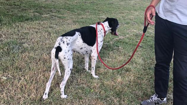Ritrovato un cane da caccia nella zona di via Budellungo il 5 luglio
