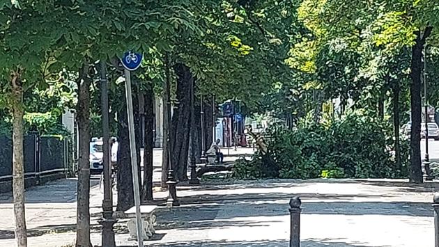 albero caduto
