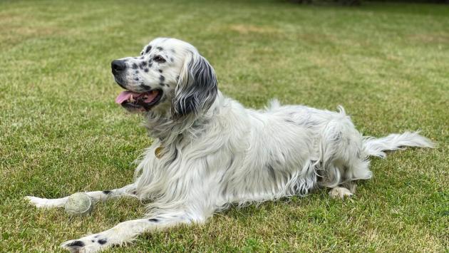 Il Setter inglese si conferma il cane preferito dagli italiani