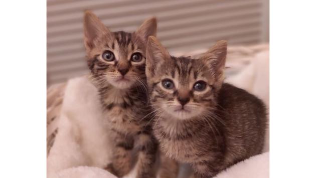 Fidenza:  gattini abbandonati da adottare