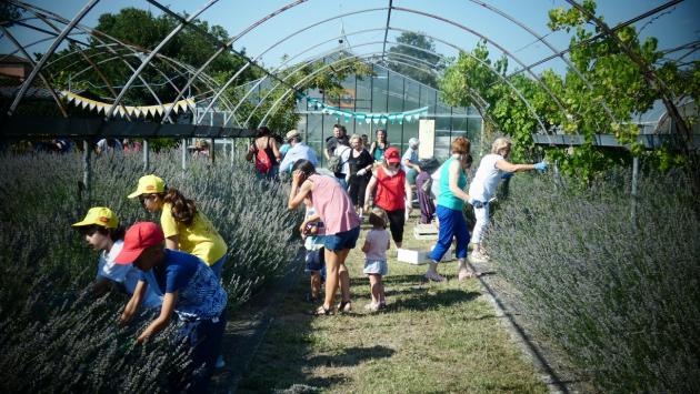 Domani torna la Festa della lavanda: la Provenza alle porte di Parma