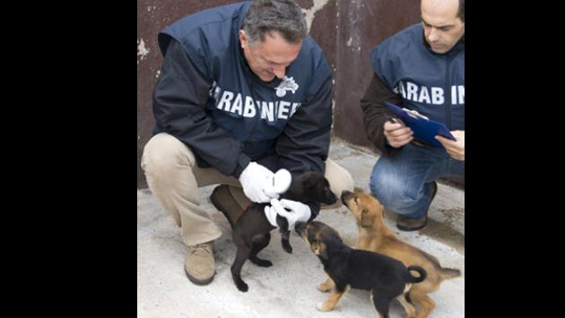 I Nas di Parma sequestrano 39 kg di mangime, per animali da compagnia, scaduti