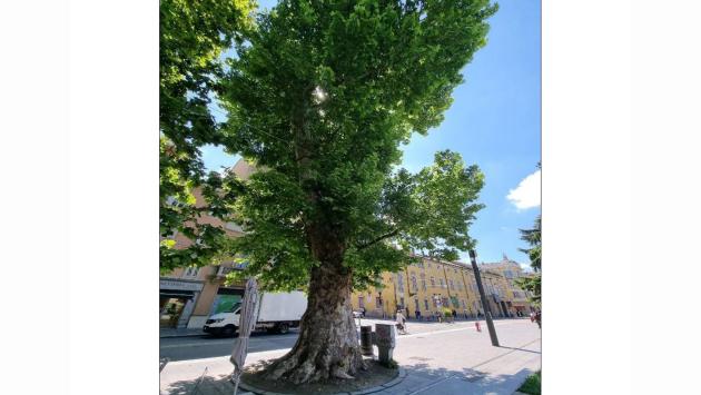 Nuovi alberi monumentali in città. La Regione approva dodici esemplari e li candida per l’inserimento nell’Elenco degli Alberi monumentali d’Italia
