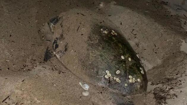 Tartaruga marina deposita 123 uova in spiaggia sud Sardegna