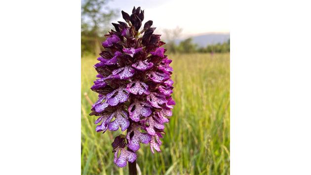 Tutela delle orchidee spontanee