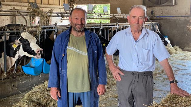 All'alba in stalla   perché le mucche non vanno in ferie