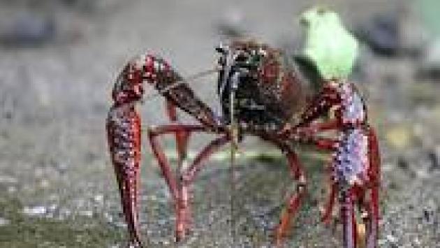 Gambero della Louisiana usato come indicatore biologico