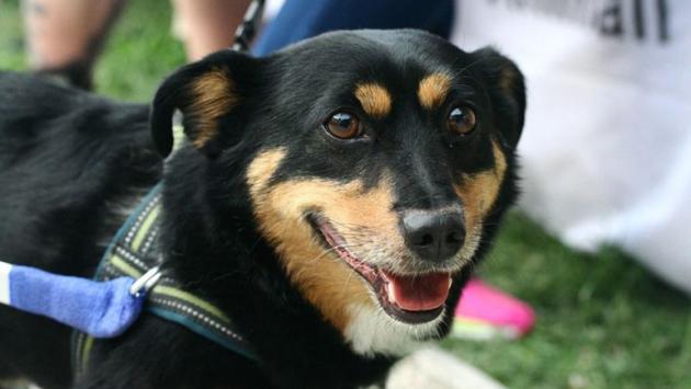 Ciao Tommy, se ne è andata l'adorabile mascotte dell'Enpa 