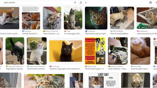 Quanti gatti smarriti ma mai perdere la speranza