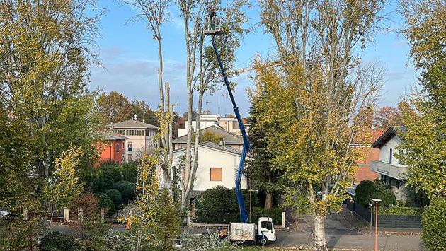 A Parma, città green, si continuano a tagliare grossi alberi