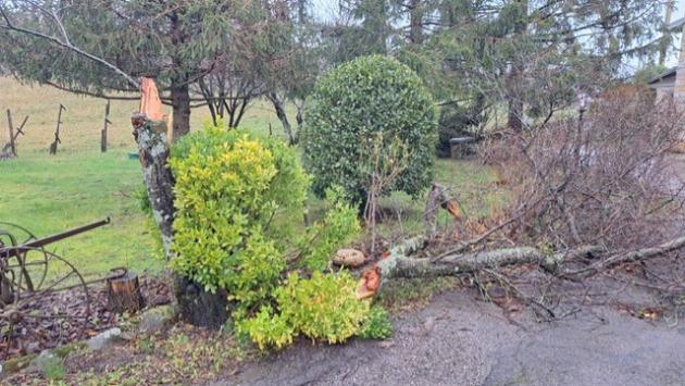 Vento in Appennino, alberi e pali caduti a Campora, raffiche violente sull'A15. Nel cornigliese frazioni senza luce
