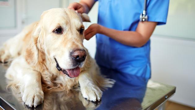 Il bonus per le spese veterinarie destinato ai proprietari over 65