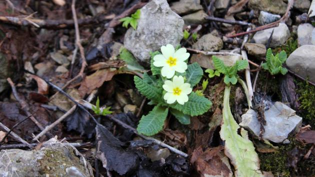 Caldo anomalo in Appennino: a Bardi spuntano le primule a inizio febbraio 
