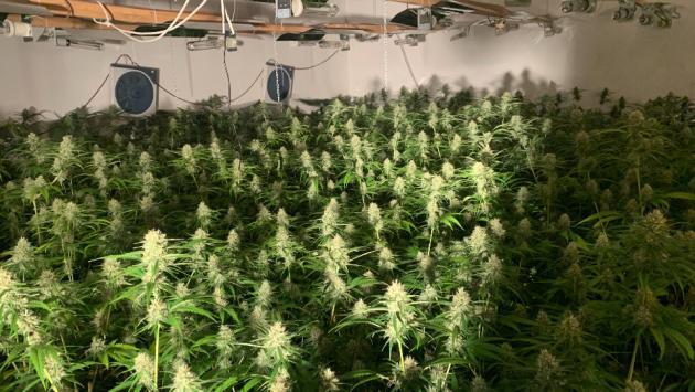 Oltre mille piante di marijuana in un capannone a nord di Parma: tre arresti 